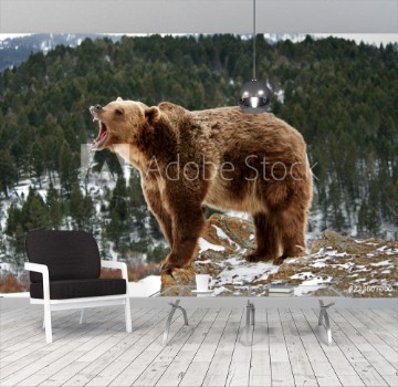 Bild på Angry Grizzly Bear on Rocks